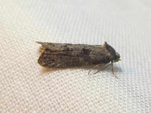 Cnephasia sp.